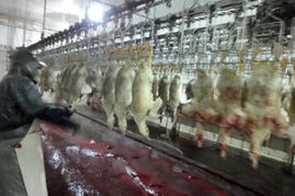 從鵝肝爭議到生物制品生產轉移 中國市場的責任與機遇